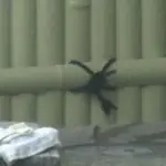 露天の美女たち３